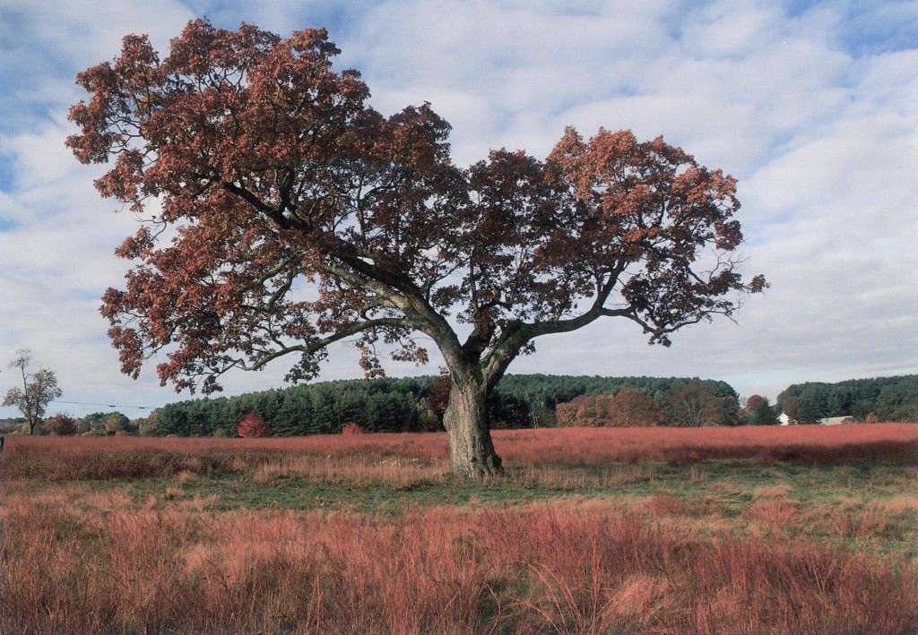 Meadow Oak Tree
